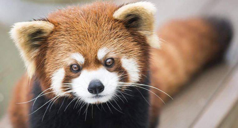 Kırmızı Pandalar Hakkında Bazı Gerçekler Nelerdir?