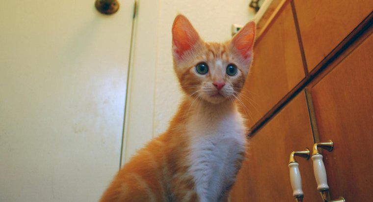 Orange Kittens İçin Bazı İsimler Nelerdir?