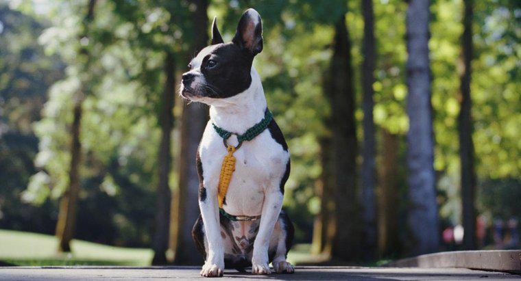 Boston Terrier ve Bulldog Mix Nasıl Görünüyor?