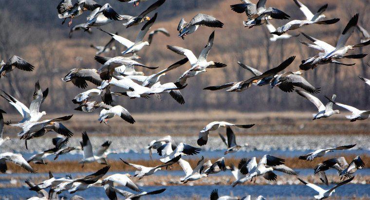 Kış aylarında hangi kuşlar göç eder?