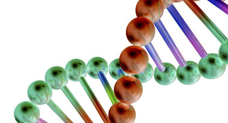 Genlerin DNA ile İlişkisi Nedir?
