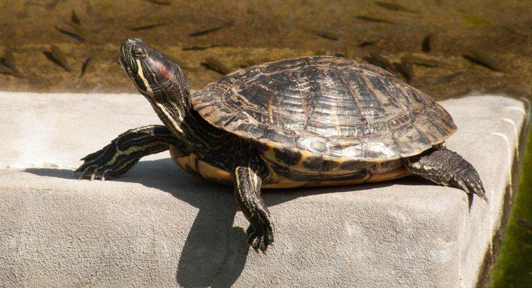 Kaplumbağa Güvercinlerinin Sembolik Anlamı Nedir?