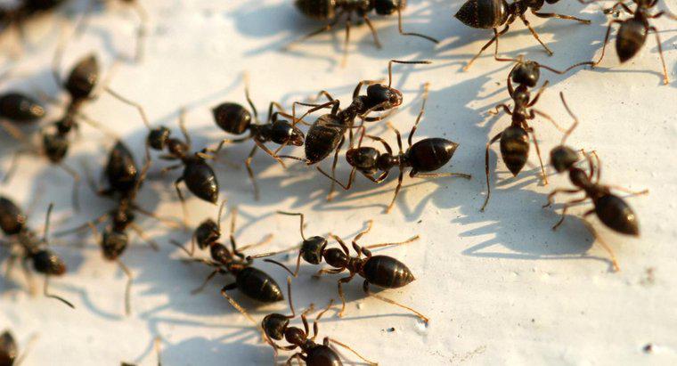 Büyük Siyah Karıncalardan Nasıl Kurtulurum?