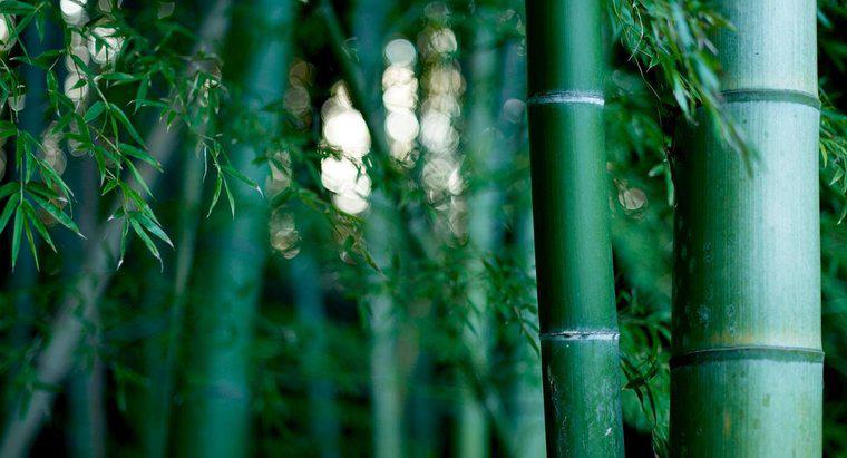 Bambu Büyümek Ne Kadar Sürer?