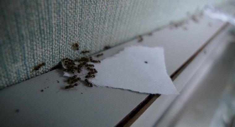 Karıncalardan Kurtulmak İçin Kabartma tozu ve pudra şekeri karışımını nasıl kullanıyorsunuz?