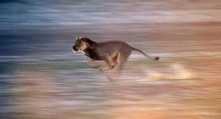 Bir aslan ne kadar hızlı koşabilir?