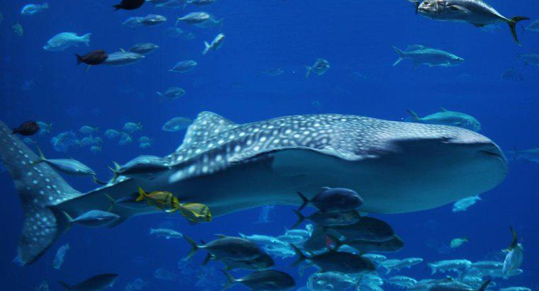 Balina Köpekbalığı Mavi Balinadan Daha Büyük Mi?