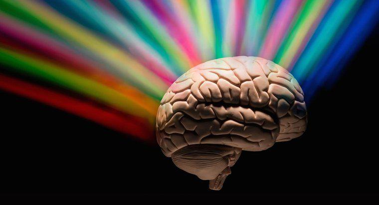 İnsanlar Beynin Ne Kadarını Kullanıyor?