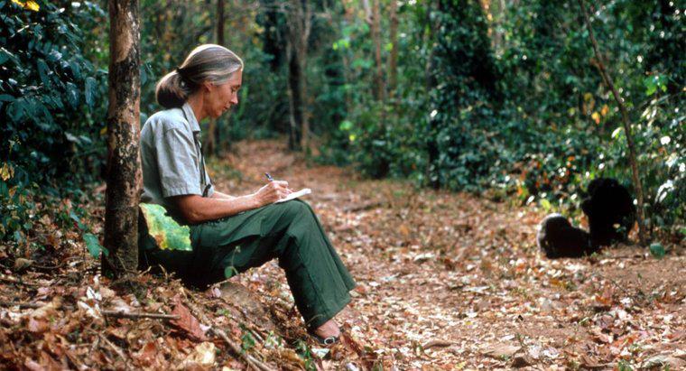 Jane Goodall Hakkında Bazı İlginç Gerçekler Nelerdir?