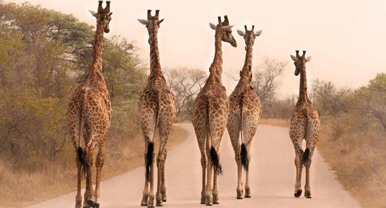 Zürafalar Neden Bu Kadar Uzun?