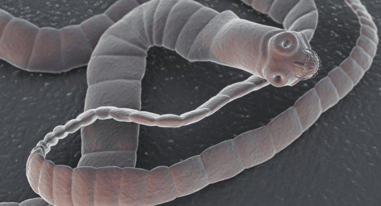 Tapeworms Nasıl Taşınır?