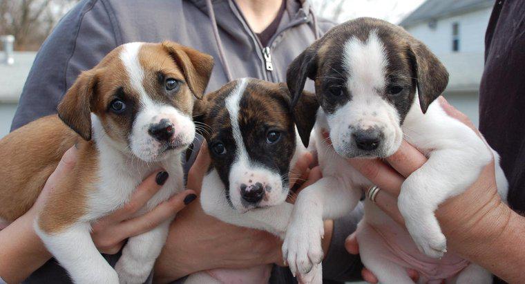 Pitbul ve Şartlı Tahliye Programı ile Köpekleri Nasıl Kabul Edebilirsiniz?