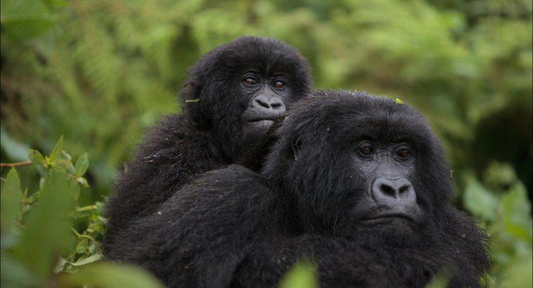 Bir grup Goriller denir mi?
