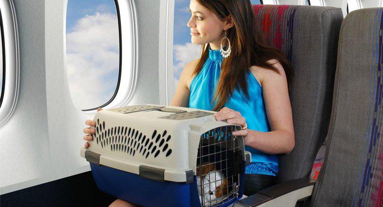 Bir Pet Flying için Havayolları Ne Kadar Ücretlendirir?