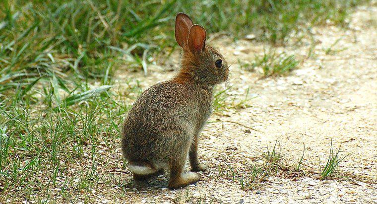 Bir dişi tavşan ne denir?