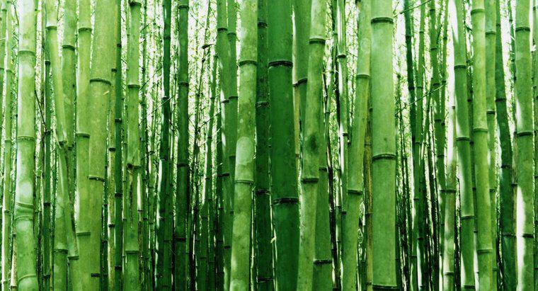 Bambuyu Kesmenin En İyi Yolu Nedir?