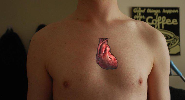 Kalp Neden Çift Pompa Olarak Görülür?
