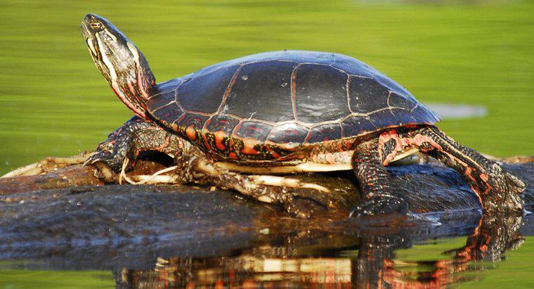 Güneş Kaplumbağaları Ne Yiyor?