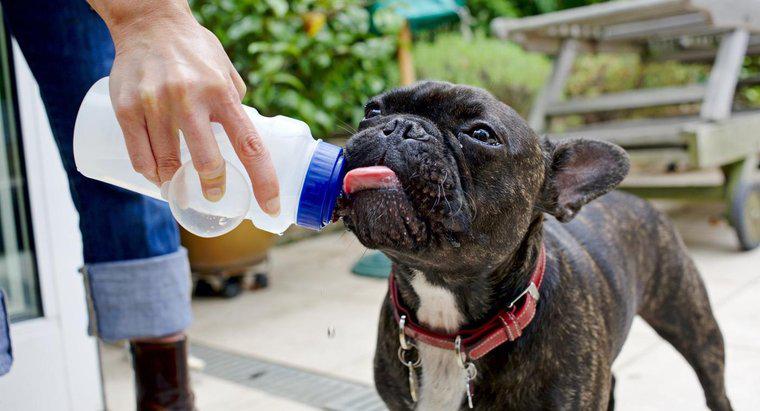Bir köpek su olmadan ne kadar yaşayabilir?