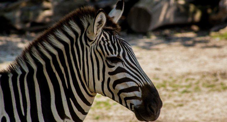 Hangi iki hayvan zebra yapar?