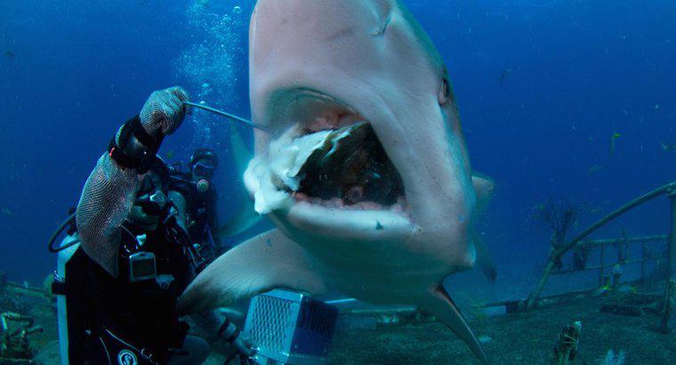 Köpekbalıkları Araştırmaları Yapan Kişi Nedir?