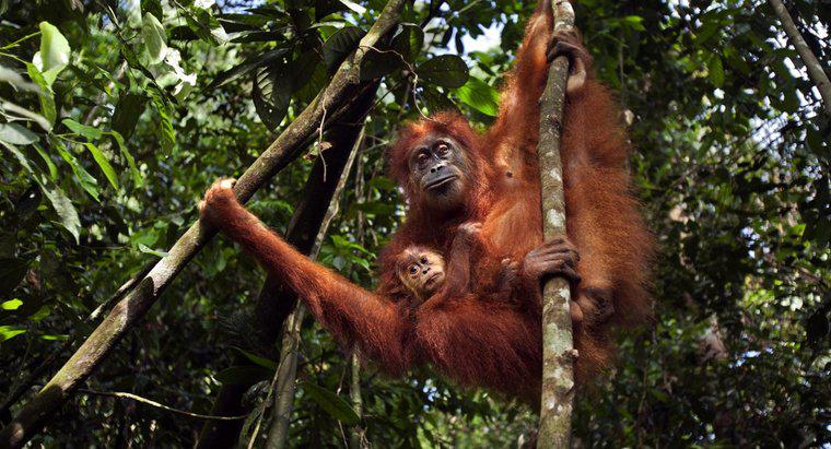 Orangutan'ı kurtarmak için ne yapılır?