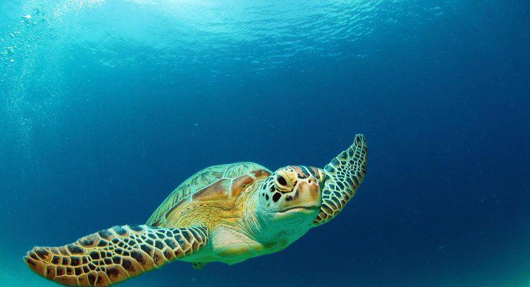 Yeşil Deniz Kaplumbağası Nasıl Bir Yaşam Alanını Seviyor?