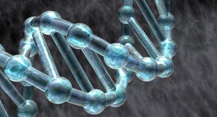 Proteinlerin DNA Replikasyonunda Hangi Rolleri Var?