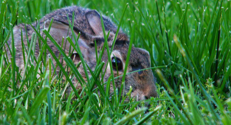 Tavşanlar Neden Bahçelerde ve Bahçelerde Delik Açıyor?
