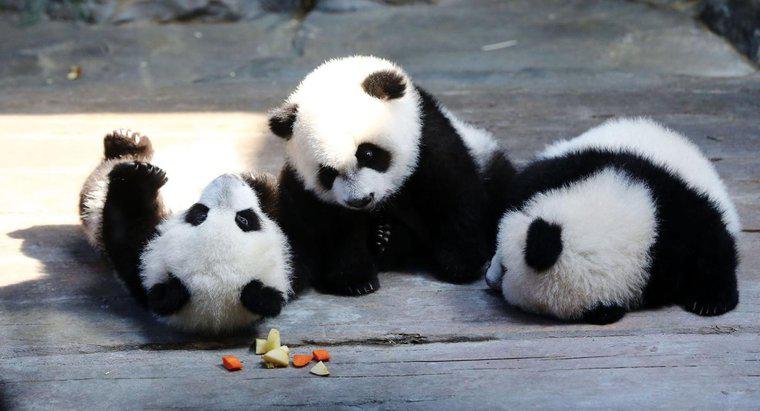 Çoğu insanın bilmediği pandalar hakkında bazı gerçekler nelerdir?