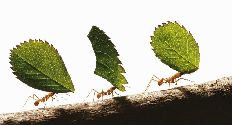 Karıncalar Ne Kadar Güçlü?