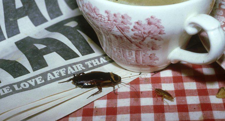 Roaches Hızlı Nasıl Kurtulur?