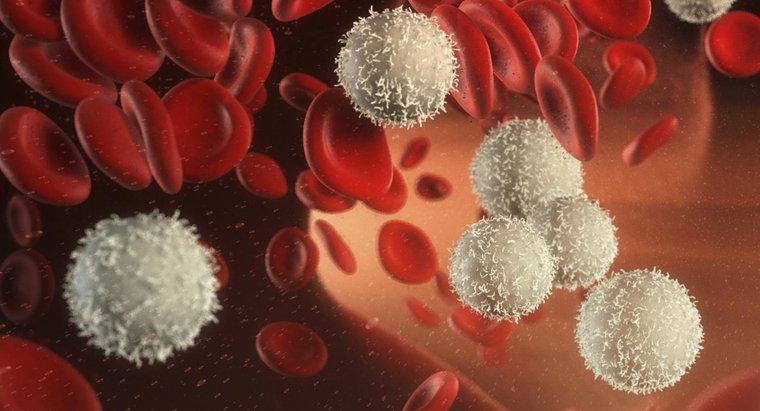 Beyaz Kan Hücrelerinin İşlevleri Nelerdir?