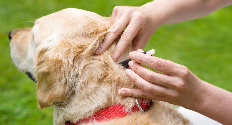 Keneler ile Zarar Görmüş Köpekler İçin Bazı Etkili Tedaviler Nelerdir?