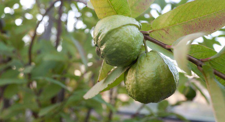 Guava Yapraklarının Kullanım Alanları Nelerdir?
