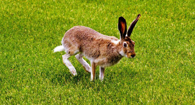 Tavşanları Çimlerimden Nasıl Korurum?