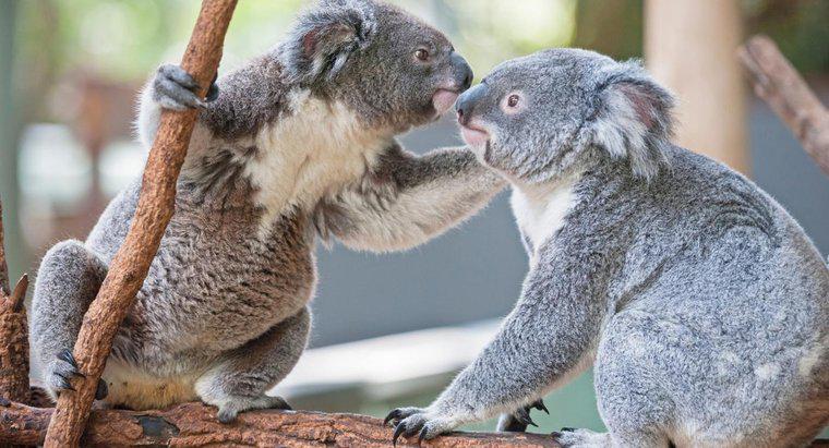 Koalas Nasıl Arkadaştır?