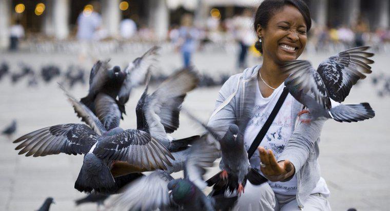 Bir Güvercin Ortalama Yaşam Süresi Nedir?