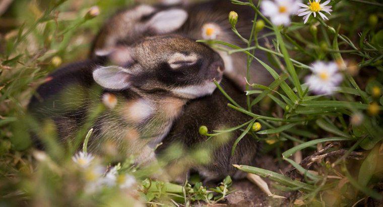 Bebek Tavşanlar Yuvada Ne Kadar Kalıyor?