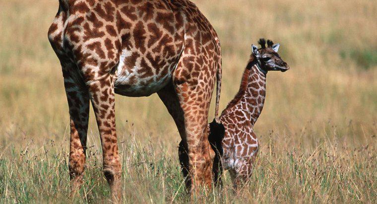 Bebek Zürafaları Adı Ne?