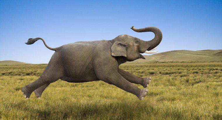 Bir fil ne kadar hızlı koşabilir?