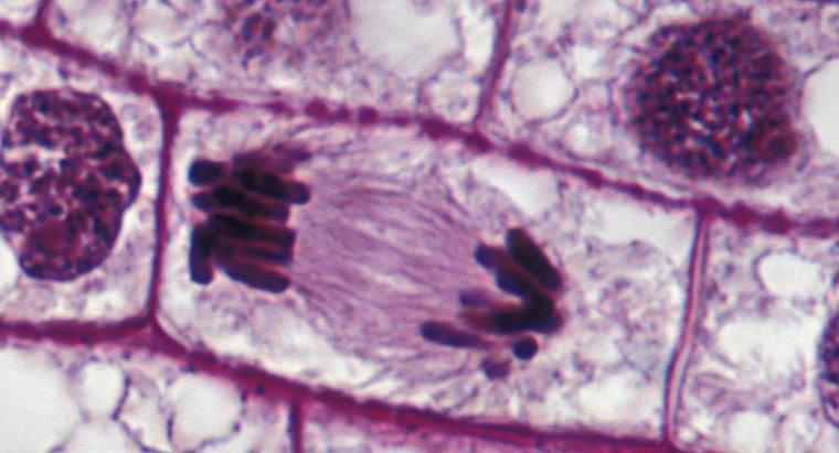 Kromozomlar Mitoz Sırasında Nasıl Hareket Ederler?