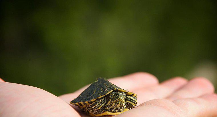 En Küçük Kaplumbağa Nedir?