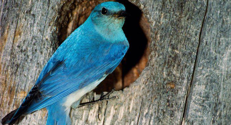 Bir Bluebird Neyi Simgeliyor?