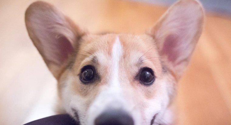 Köpeklerin Kulaklarında Sık Karşılaşılan Sorunlar Nelerdir?