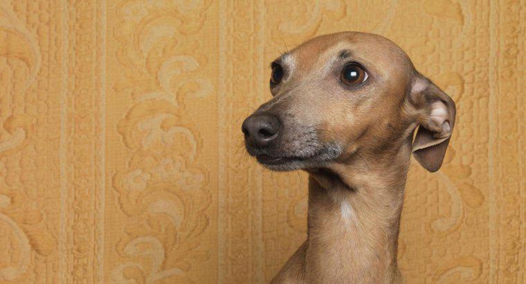 Köpekler neden kulaklarını geri koyarlar?