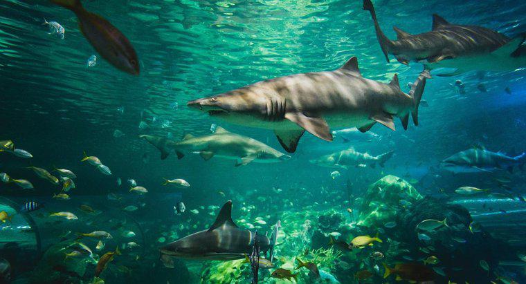 Köpekbalıkları Çevrelerine Nasıl Uyum Sağlar?