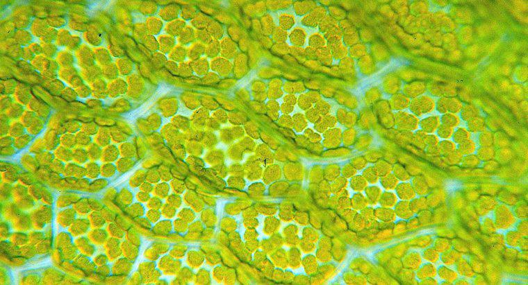 Kloroplastların İşlevi Nedir?