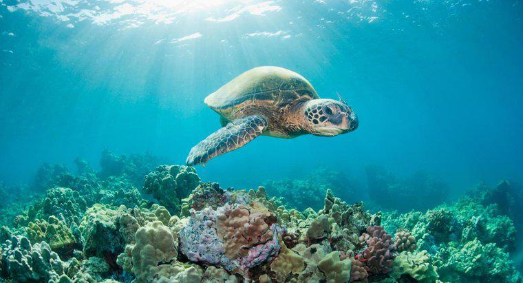 Deniz Kaplumbağasının Yaşam Süresi Nedir?