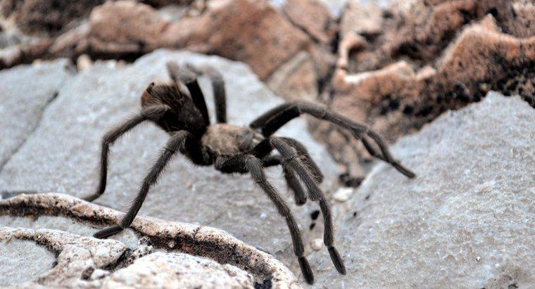 Hangi Örümcek Isırmaları Kabarcıklara Neden Olur?